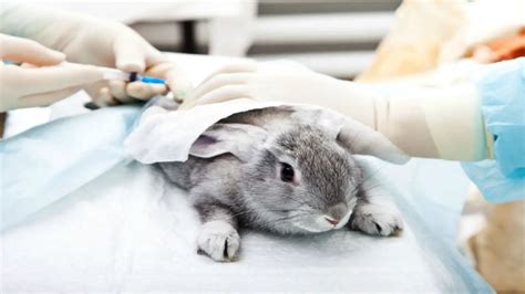 does dior test on animals 2020|Dior animal testing policy.